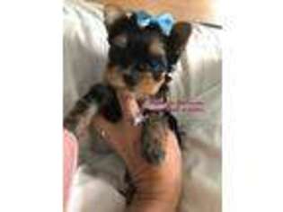Yorkshire Terrier Puppy for sale in Hampton Bays, NY, USA