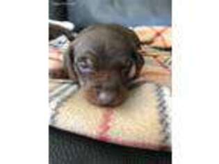 Dachshund Puppy for sale in Simi Valley, CA, USA