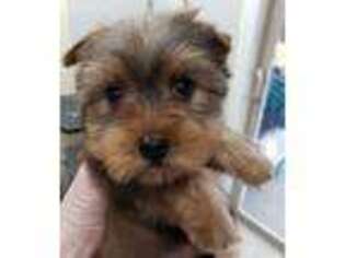 Yorkshire Terrier Puppy for sale in Klamath Falls, OR, USA