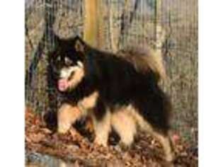 Alaskan Malamute Puppy for sale in Rutherfordton, NC, USA