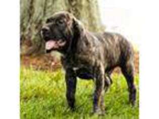 Cane Corso Puppy for sale in Warsaw, IN, USA