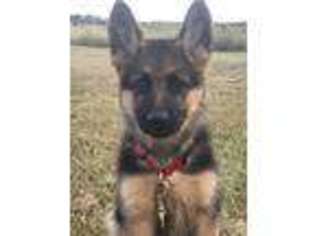 German Shepherd Dog Puppy for sale in Chillicothe, MO, USA