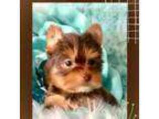 Yorkshire Terrier Puppy for sale in Little Elm, TX, USA
