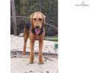 Airedale Terrier Puppy for sale in Austin, TX, USA