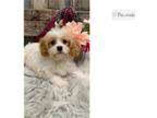 Cavachon Puppy for sale in Fort Wayne, IN, USA