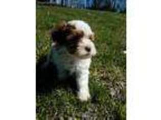 Havanese Puppy for sale in Niangua, MO, USA