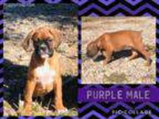 Boxer Puppy for sale in Hope, KS, USA