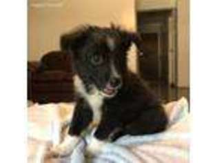 Shetland Sheepdog Puppy for sale in Mabank, TX, USA