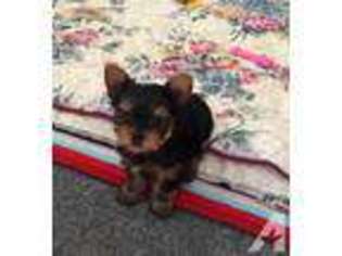 Yorkshire Terrier Puppy for sale in WESTMINSTER, CA, USA