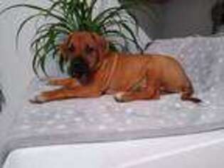 Rhodesian Ridgeback Puppy for sale in Peach Bottom, PA, USA