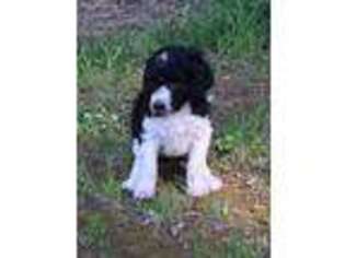 Mutt Puppy for sale in Heron, MT, USA