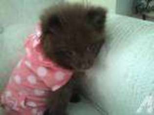 Pomeranian Puppy for sale in TEMECULA, CA, USA