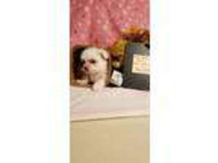 Maltese Puppy for sale in Purgitsville, WV, USA