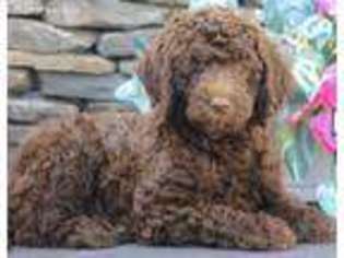 Labradoodle Puppy for sale in Flushing, NY, USA