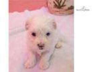 Coton de Tulear Puppy for sale in Winston Salem, NC, USA