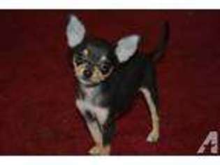 Chihuahua Puppy for sale in MERCER, PA, USA