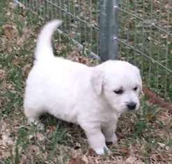 Golden Retriever Puppy for sale in Columbus, TX, USA