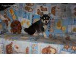 Alaskan Klee Kai Puppy for sale in Tina, MO, USA