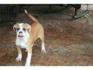 American Bulldog Puppy for sale in Macon, GA, USA
