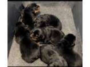 Rottweiler Puppy for sale in Sumter, SC, USA
