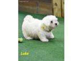 Maltese Puppy for sale in Maysville, OK, USA
