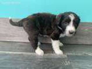 Mutt Puppy for sale in Bedford, IN, USA