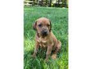 Rhodesian Ridgeback Puppy for sale in Reedsville, PA, USA