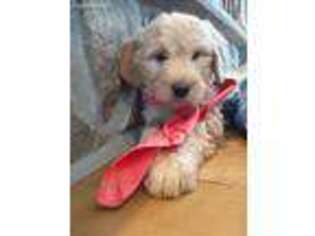Goldendoodle Puppy for sale in Oldtown, MD, USA