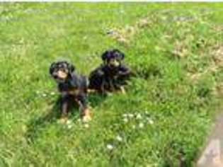 Doberman Pinscher Puppy for sale in CORVALLIS, OR, USA