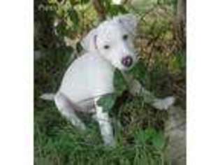 Jack Russell Terrier Puppy for sale in Wills Point, TX, USA