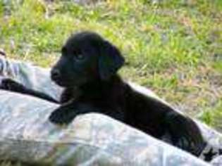 Labrador Retriever Puppy for sale in CAMPOBELLO, SC, USA