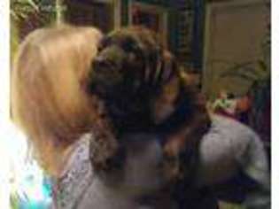 Mastiff Puppy for sale in North Attleboro, MA, USA