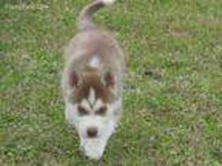 Siberian Husky Puppy for sale in Joshua, TX, USA