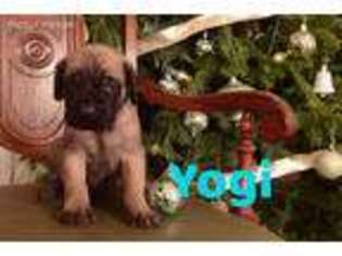 Mastiff Puppy for sale in Forest, OH, USA