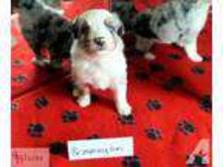 Miniature Australian Shepherd Puppy for sale in WICHITA, KS, USA