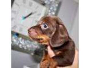 Dachshund Puppy for sale in Cherry Hill, NJ, USA