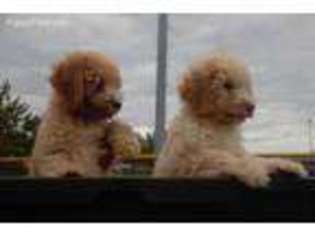 Goldendoodle Puppy for sale in Dearborn, MI, USA