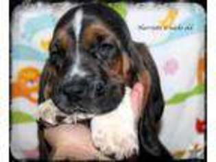 Basset Hound Puppy for sale in SACRAMENTO, CA, USA