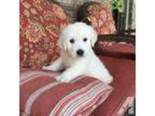 Golden Retriever Puppy for sale in FORT PAYNE, AL, USA