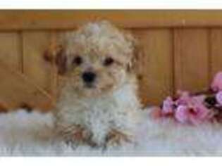 Mutt Puppy for sale in Malone, NY, USA