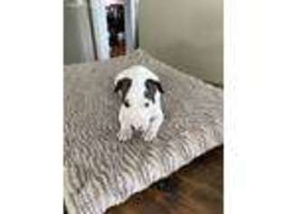 Medium Photo #1 Bull Terrier Puppy For Sale in Danville, KY, USA