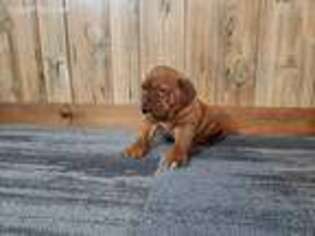 American Bull Dogue De Bordeaux Puppy for sale in Millersburg, OH, USA