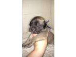 Mastiff Puppy for sale in Walnut, KS, USA