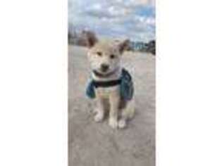 Shiba Inu Puppy for sale in Yorkville, IL, USA