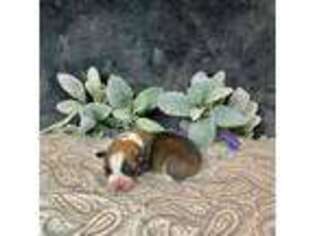 Pembroke Welsh Corgi Puppy for sale in Sealy, TX, USA