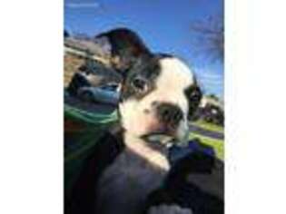 Boston Terrier Puppy for sale in Valley Springs, CA, USA