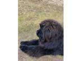 Newfoundland Puppy for sale in West Islip, NY, USA