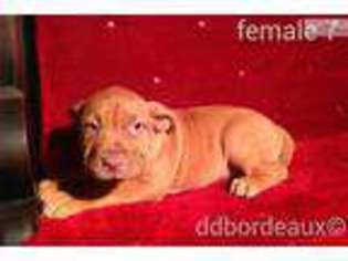 American Bull Dogue De Bordeaux Puppy for sale in Allentown, PA, USA