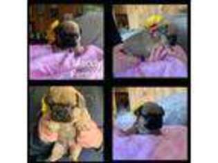 French Bulldog Puppy for sale in Elsmore, KS, USA