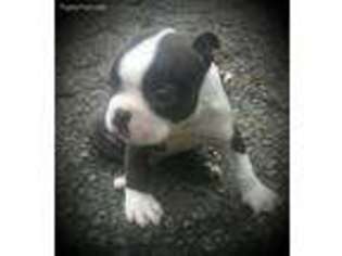 Boston Terrier Puppy for sale in Stafford, VA, USA